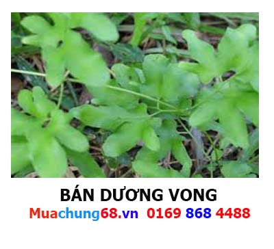 THÒNG BONG